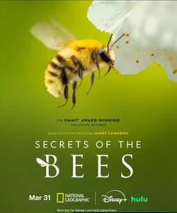 蜜蜂的秘密